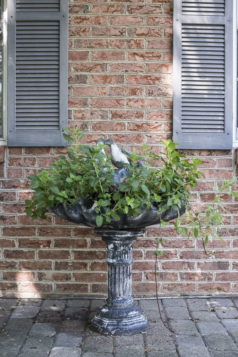 plants-that-repel-bugs